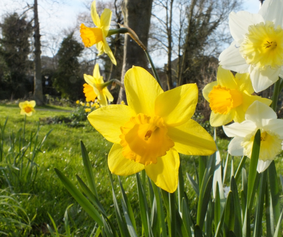 Capturing Chippenham’s Wild Side